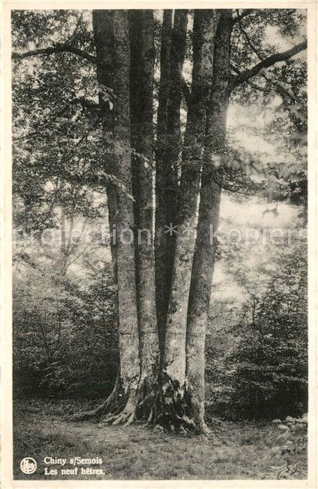 Chiny-sur-Semois Les neuf hetres