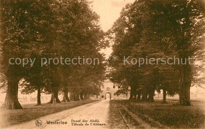 Westerlo Antwerpen Tilleuls de l'Abbaye