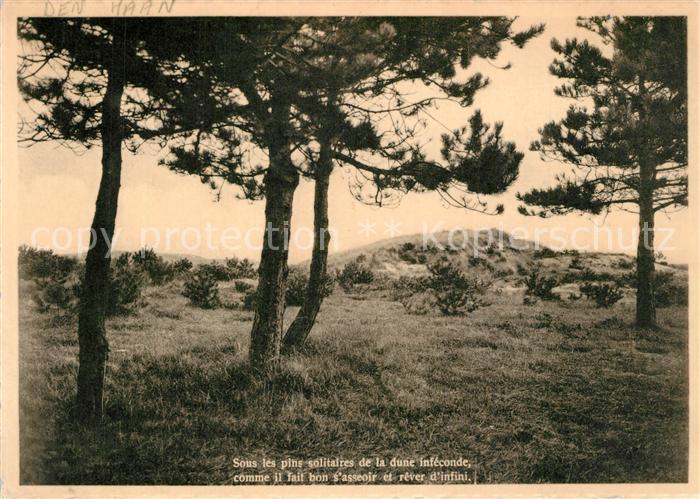 Coq-sur-Mer Sous les pins solitairesde la dune infeconde