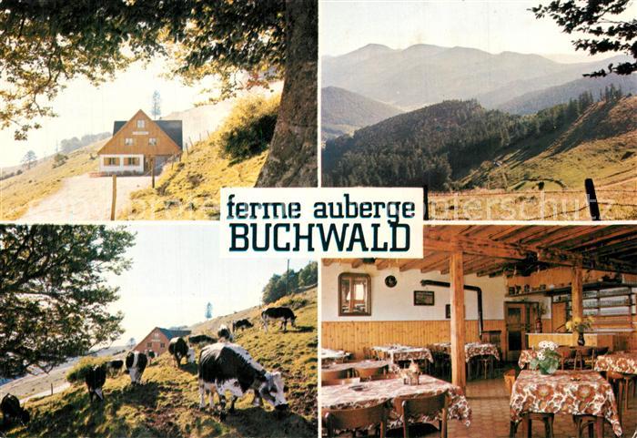Breitenbach-Haut-Rhin Ferme Auberge Buchwald Pâturage Vosges