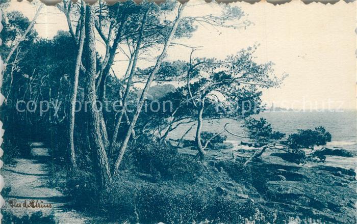 Lerins Pins aux Iles de Lerins