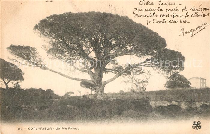 Baeume Trees Cote d_Azur Pin Parasol