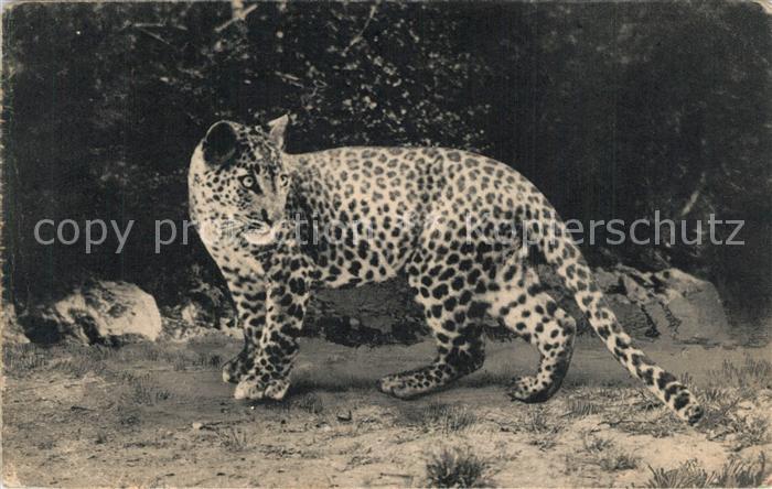 Tiere Panthere Asiatique Parc Zoologique Bois de Vincennes Paris