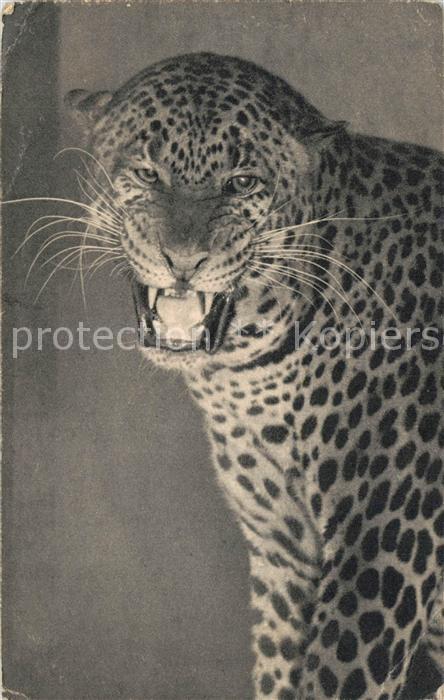 Tiere Jaguar Panthere Parc Zoologique du Bois de Vincennes Paris