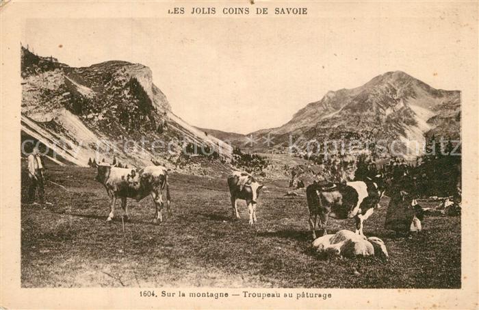 K?he Troupeau au Paturage Savoie