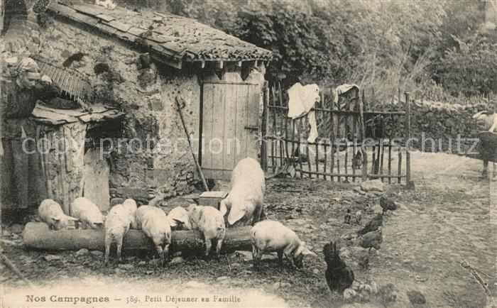 Schweine Campagnes Petit Dejeuner