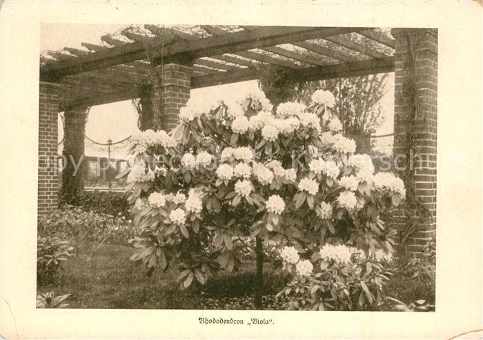 Blumen Rhododendron Viola Lehr-und Forschungsa