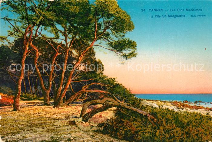 Ile Sainte-Marguerite Les Pins Maritimes