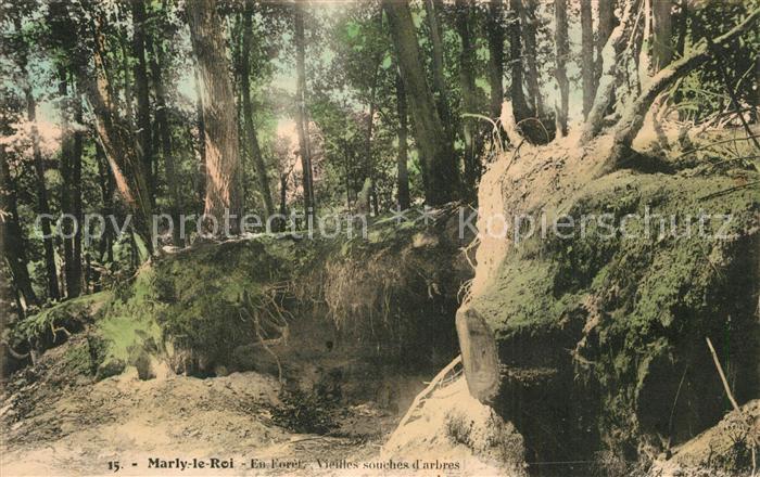 Marly-le-Roi Foret Vieilles souches d arbres