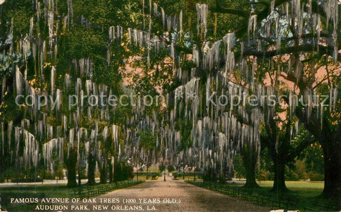 New Orleans Louisiana Famous Avenue of Oak Trees Audubon Park