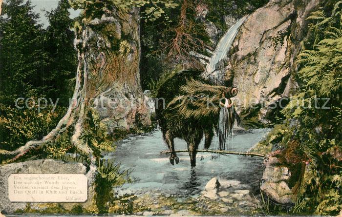 Wildbad Schwarzwald Angeschossener Eber