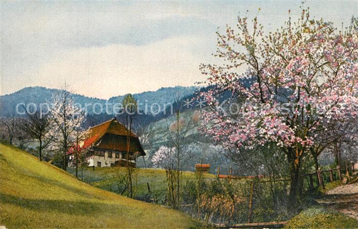 Gutachtal Landschaftspanorama Schwarzwald Baumbluete Bauernhof Photochromie Seri