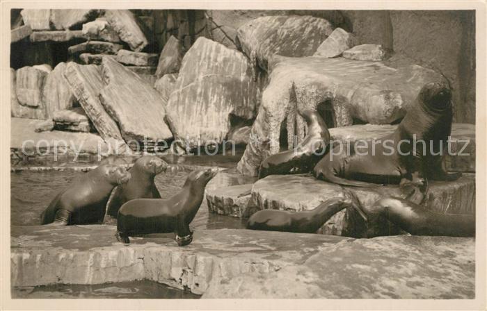 Hagenbeck Tierpark Stellingen-Hamburg Walrosse Seel?wen Seeb?ren