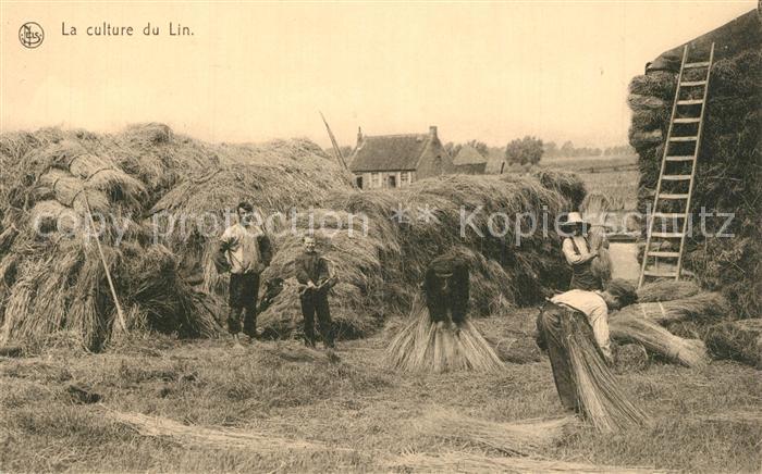 Ernte Landwirtschaft Culture du Lin Entassement
