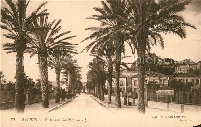 Hyeres les Palmiers Avenue Godillot des palmiers