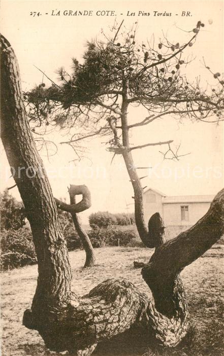 La Grande Cote Les pins tordus Arbre Nature