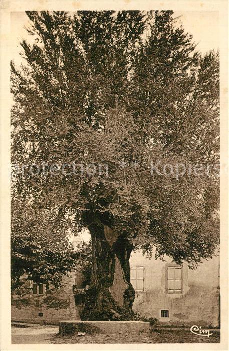 Viviers sur Rhone Ormeau planté sous le règne d Henri IV en 1598 Arbre