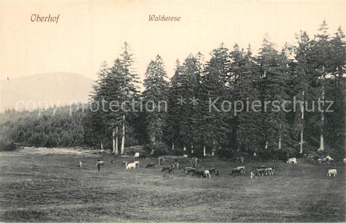 Oberhof Zella-Mehlis Waldwiese