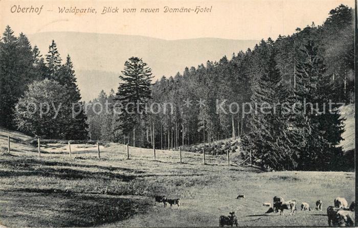 Oberhof Zella-Mehlis Waldpartie