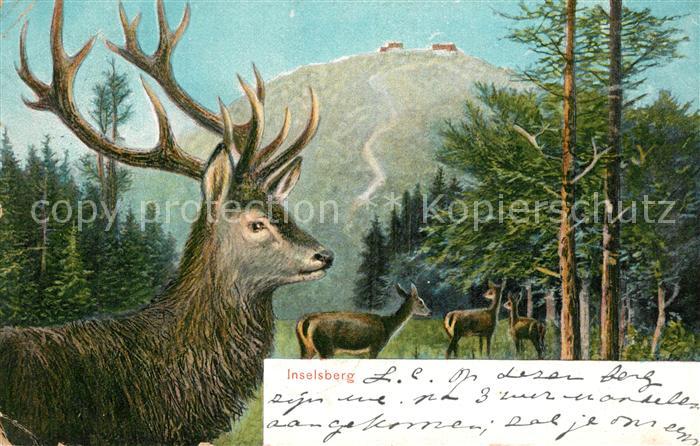 Inselsberg Schmalkalden Hirsch