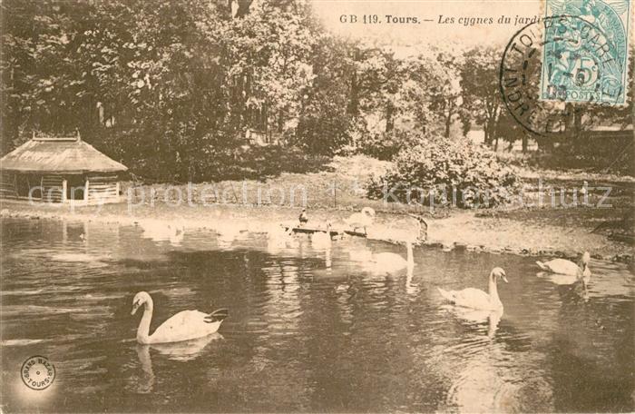 Tours Indre-et-Loire Les cygnes du jardin