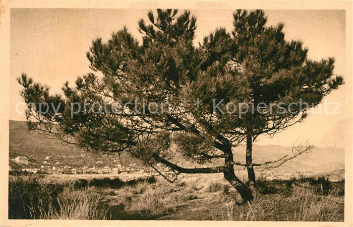Le Lavandou Nature Arbre Pins vue sur la ville