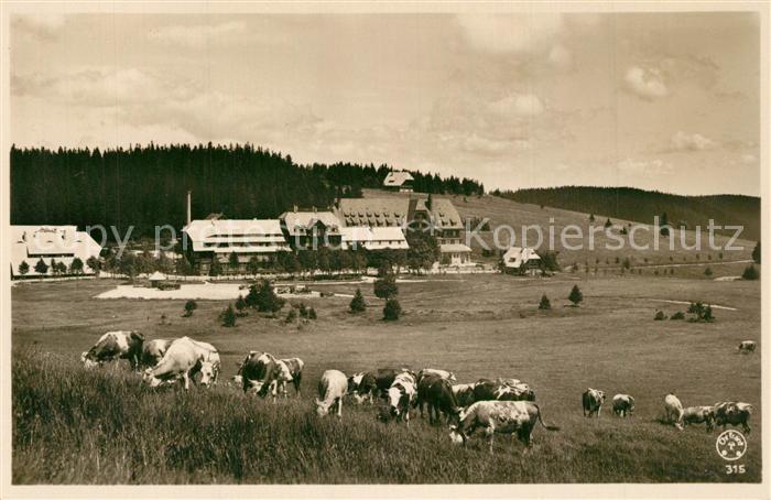 Feldberg Schwarzwald Hotel Feldbergerhof Viehweiden Kuehne Landwirtschaft