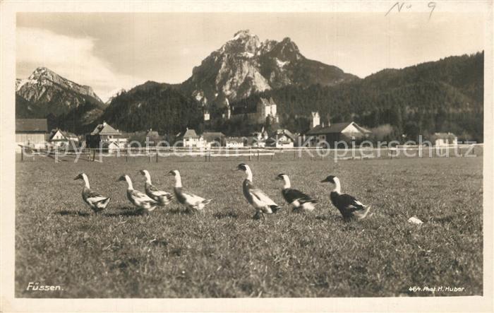 Fuessen Allgaeu Entenfamilie Serie Deutsche Heimatbilder Deutsche Alpenwelt Kran