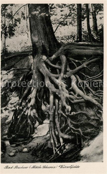 Bad Buckow Maerkische Schweiz Wurzelfichte