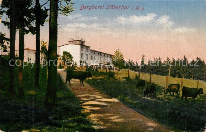 Wieda Berghotel Stoeberhai Viehweide Kuehe