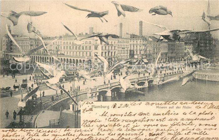 Hamburg Moewen auf der Alster