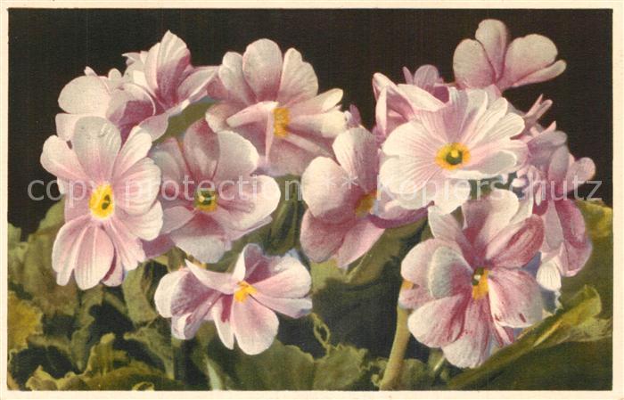 Blumen Primel