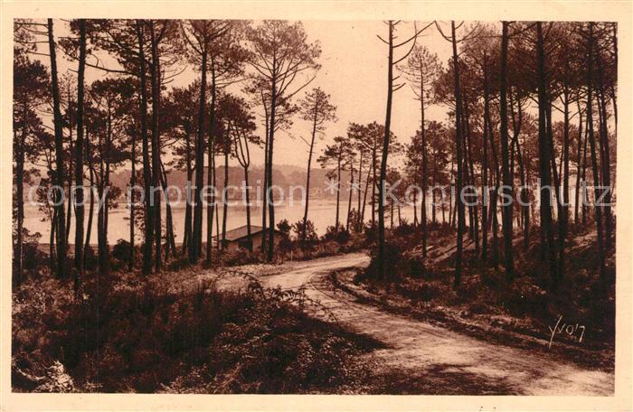Hossegor Soorts Landes Dunes boisées où se développe toute la flore landaise Pay