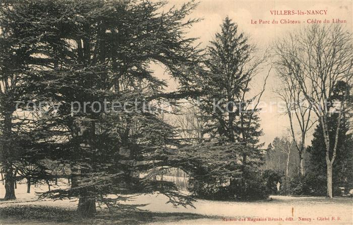 Villers-les-Nancy Le Parc du Chateau Cedre du Lihan