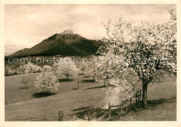 Neuffen Kirschbl?te am Hohenneuffen