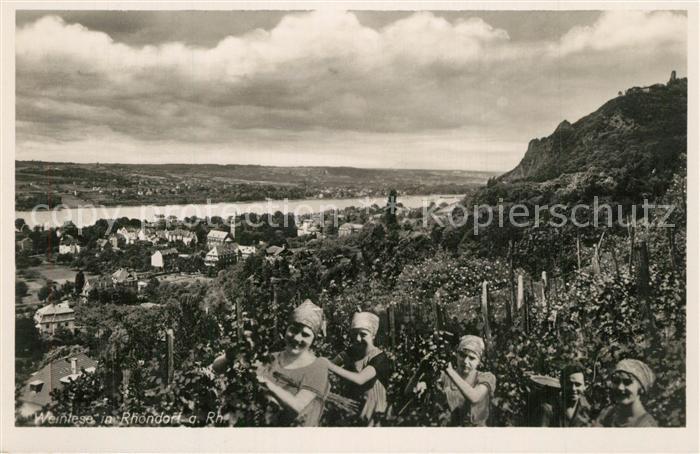 Rh?ndorf Weinlese am Rhein