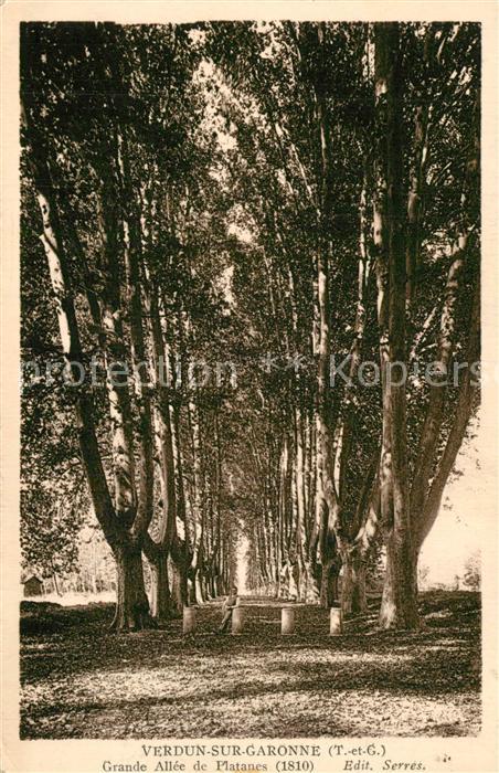 Verdun-sur-Garonne Grande All?e de Platanes