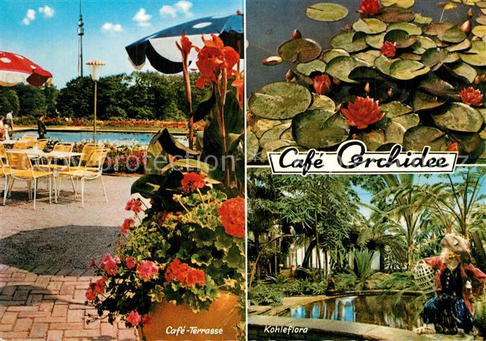 Br?nninghausen Cafe Orchidee Kohleflora