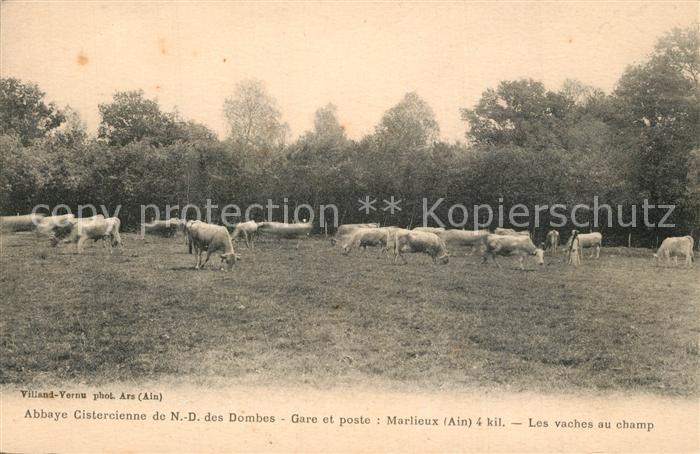 Marlieux Abbaye Cistercienne de ND des Dombes Les vaches au champ