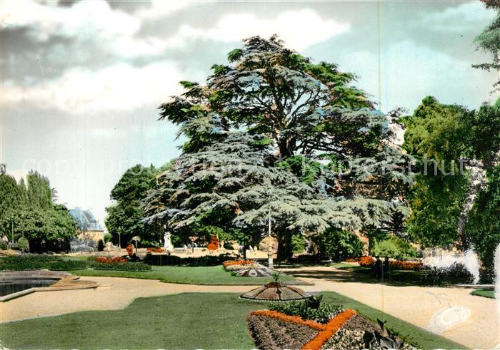 Rennes Ille-et-Vilaine Jardin du Thabor Le Cedre