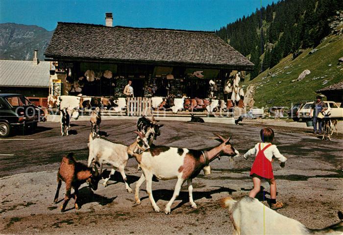 Les Lindarets Pays des chevres en liberte