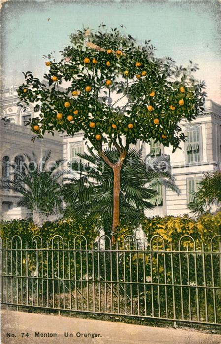 Menton Alpes Maritimes Un oranger Orangenbaum