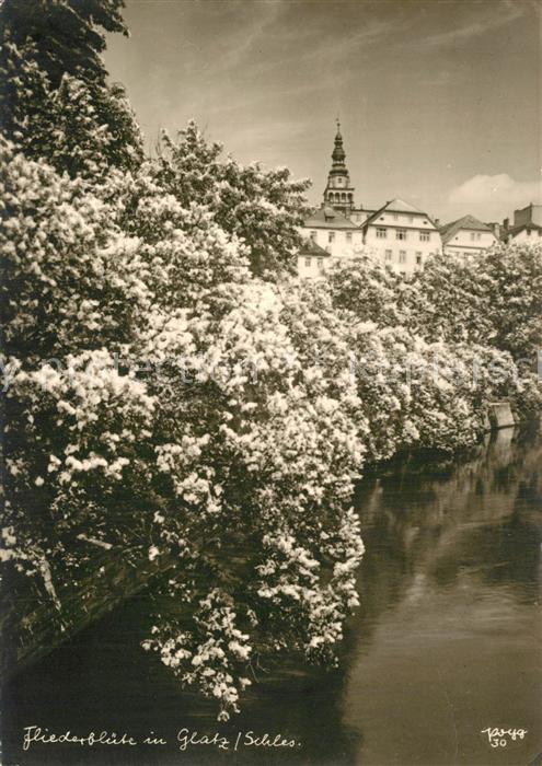 Glatz Niederschlesien Fliederbluete