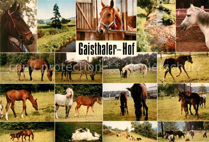 Gaisthal Oberpfalz Reiterpension Gaisthaler Hof Pferde