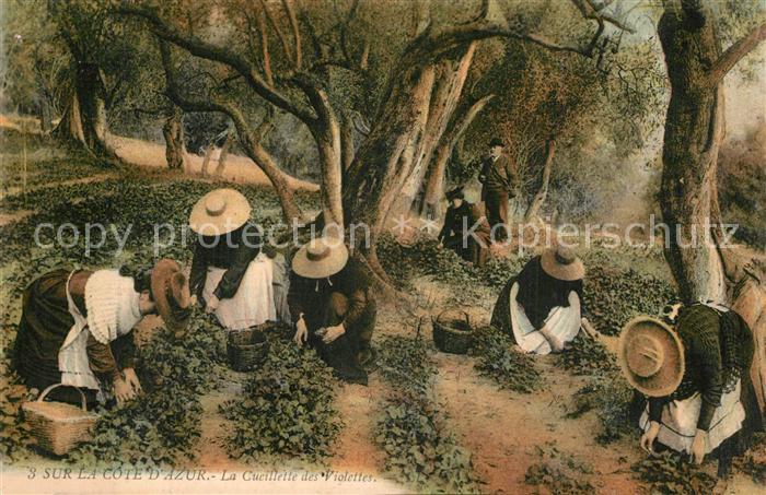 Ernte Landwirtschaft Cueillette des Violettes Cote d_Azur