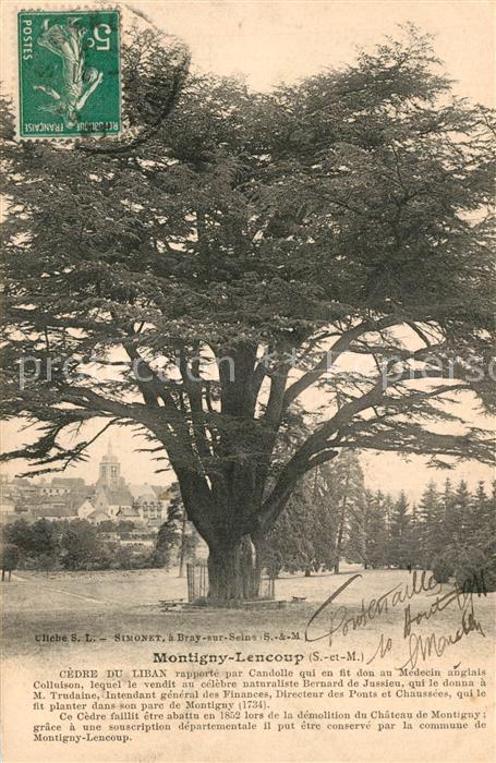 Montigny-Lencoup Cedre du Liban