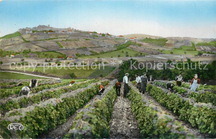 Saint-Satur Vendanges au Clos Archambault Père et Fils