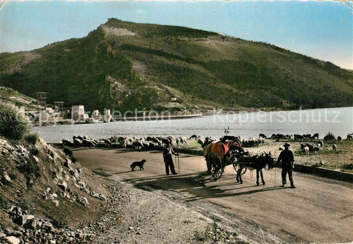 Lac de Castillon 04 Transhumants