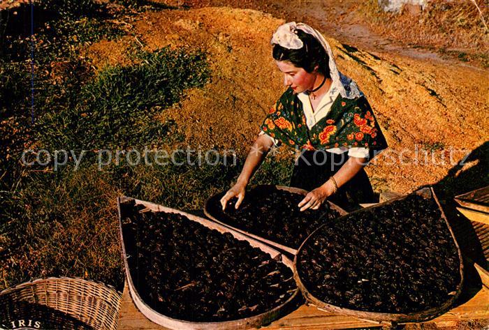 Agen Lot et Garonne Agenaise Costume Folklorique Triage de la Prune