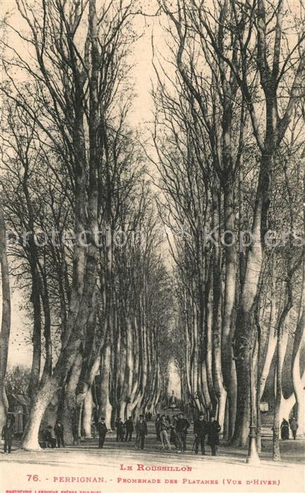 Perpignan Promenade des Platanes